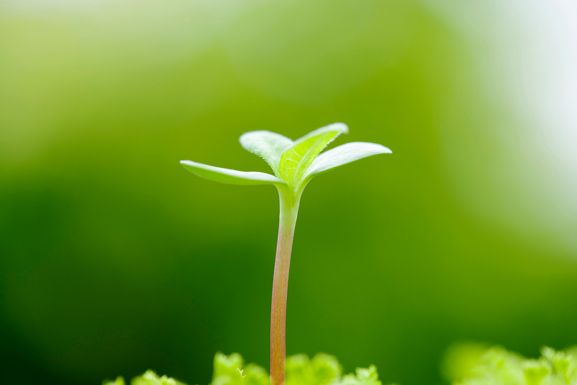 ダミーテキスト 1